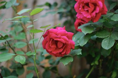 Close-up of pink rose