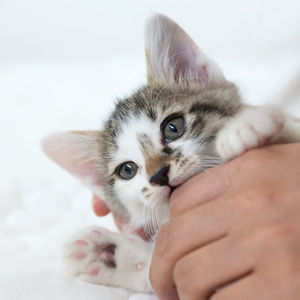 Close-up portrait of kitten on hand