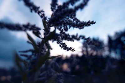 Low angle view of flower tree against sky