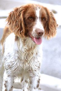 Close-up portrait of a dog