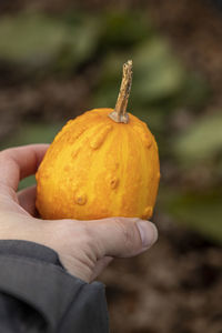 Close-up of hand holding pumpkin