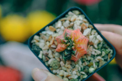 Close-up of hand holding salad