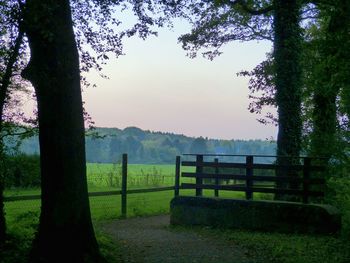 Trees on grassy field