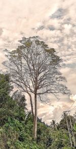 Bare tree on field against sky