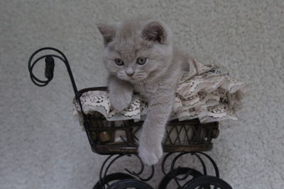 Portrait of cat sitting on wicker basket