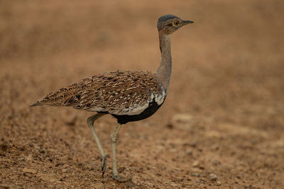 Close-up of bird on sand