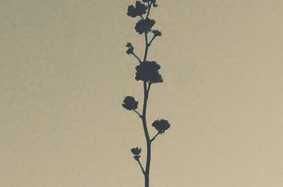 Low angle view of tree against sky