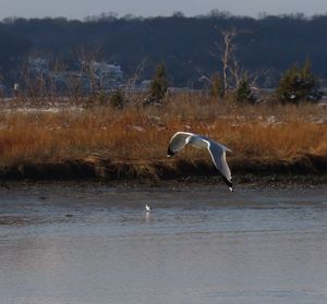 Bird flying over lake