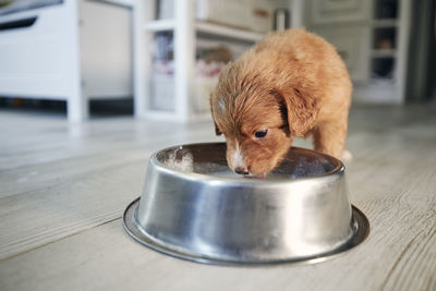 High angle view of dog sitting on table