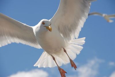 Low angle view of white bird flying against sky