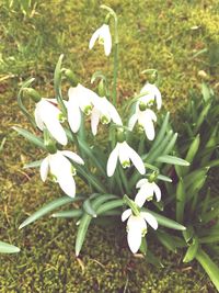 Close-up of white flowers blooming outdoors