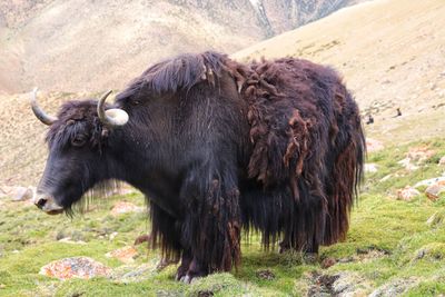A large domesticated wild ox with shaggy hair, humped shoulders, and large horns, used in tibet.
