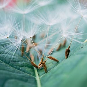 The abstract beautiful dandelion flower in the garden