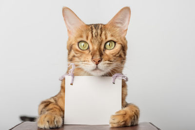 Portrait of a bengal cat with a cardboard white banner in its paws on a white background. copy space