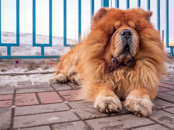 A beautiful chow-chow dog is sitting on the sidewalk. winter shoot. close-up. animal portrait.