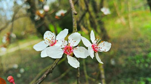 Close-up of pink flowers