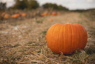 Close-up of pumpkin on field