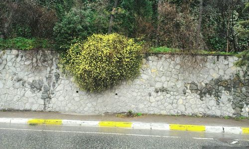 Yellow flowers on street in city