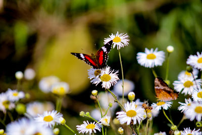 Close-up of butterfly pollinating on flower