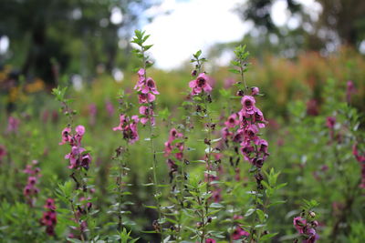 Close-up of pink flowering plant