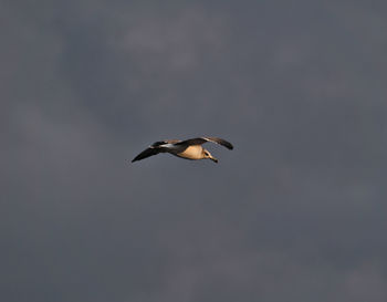 Low angle view of a bird flying
