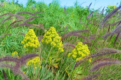 Plants growing on field