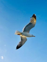 Low angle view of seagull flying