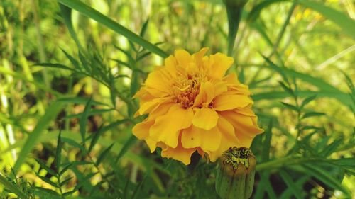 Close-up of yellow flowering plant