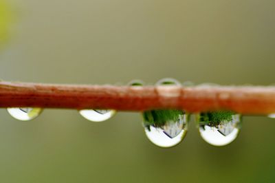Close-up of raindrops on grass