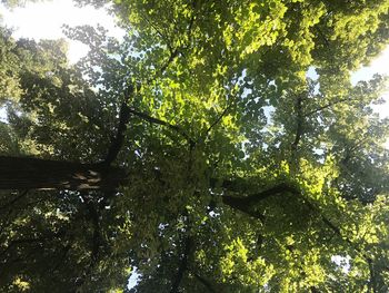 Low angle view of trees against sky