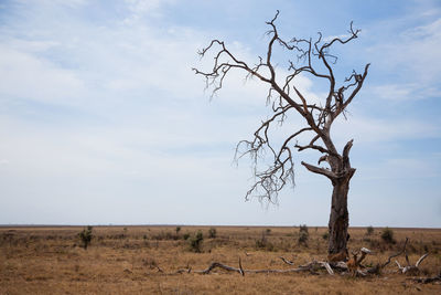 Bare tree on field against sky