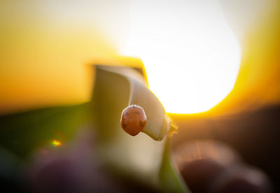 Close-up of plant against sky during sunset