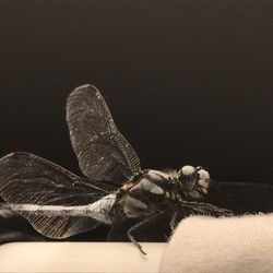 Close-up of insect on black background