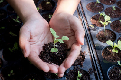 Cropped hand holding sapling over tray