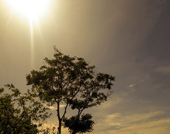 Low angle view of sunlight streaming through tree