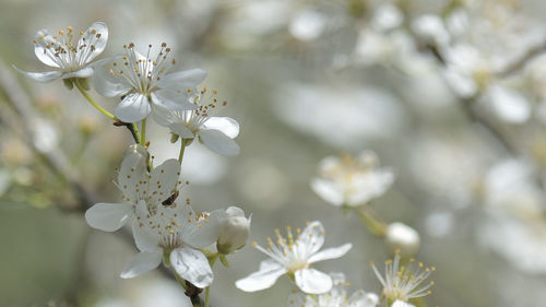 Close-up of apple blossoms in spring