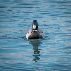 Duck swimming in lake