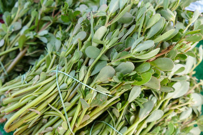 Close-up of fresh green plants