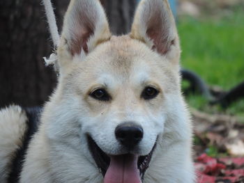 Close-up portrait of dog