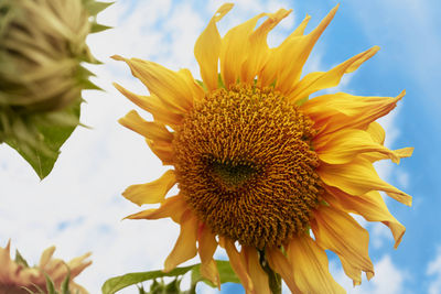 Close-up of sunflower against sky