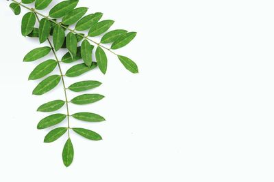 Close-up of leaves against white background