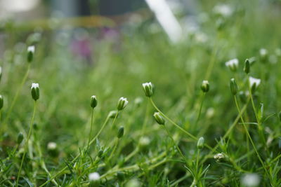 Close-up of grass