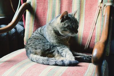 Close-up of a cat resting