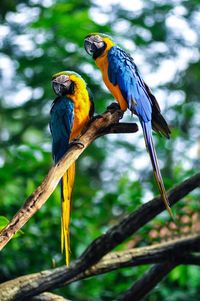 Birds perching on branch