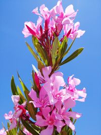 Close-up of pink flowering plant against clear sky