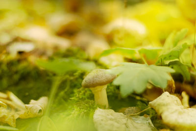 Close-up of mushrooms growing on plant