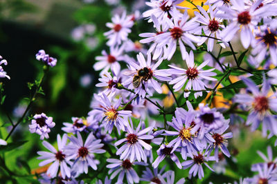 Close-up of purple flowers