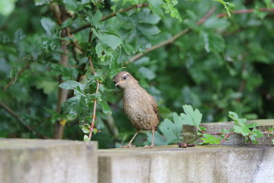 Close-up of wren looking  to the right