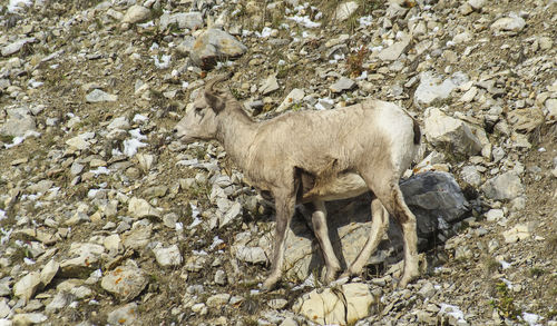 View of animal on rock