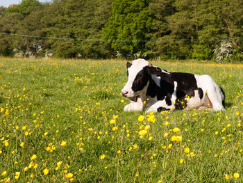 View of dog on grassy field